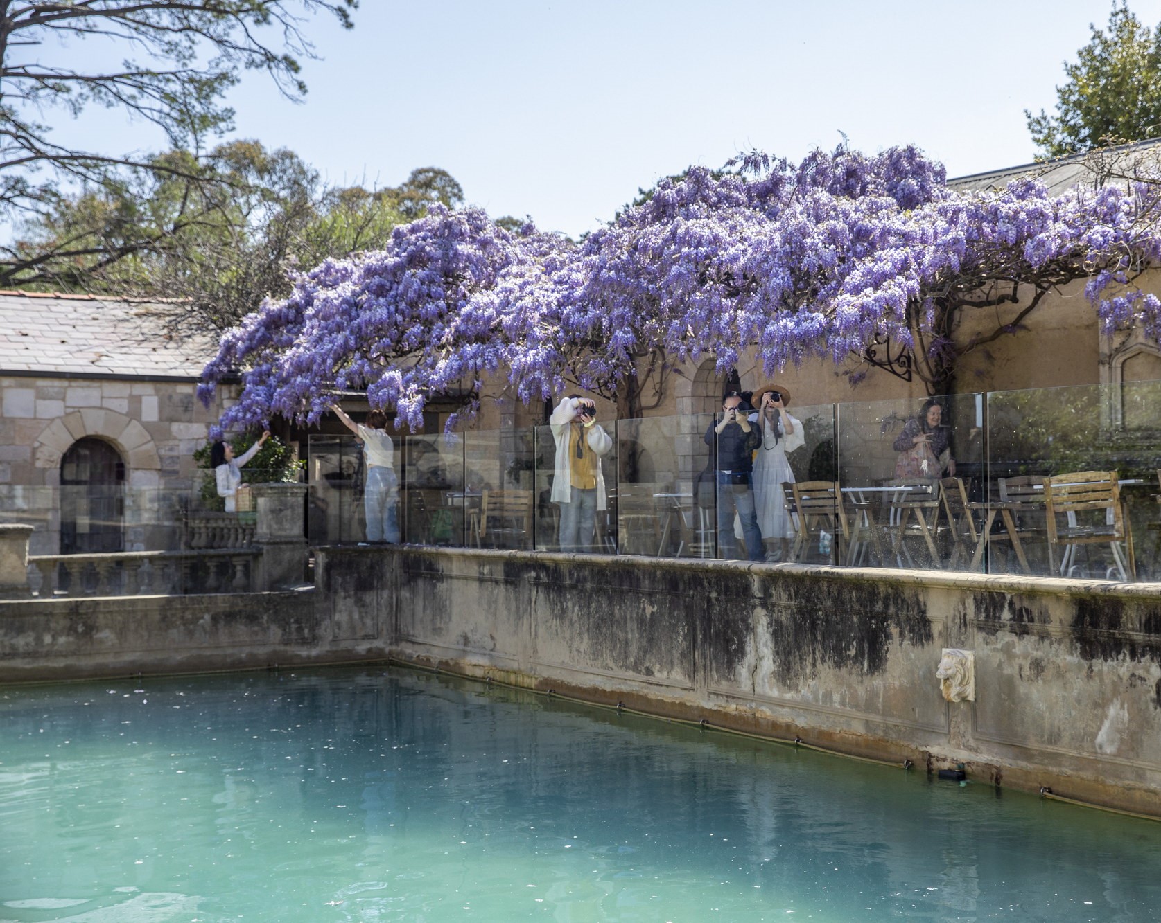 Wisteria at Montsalvat
