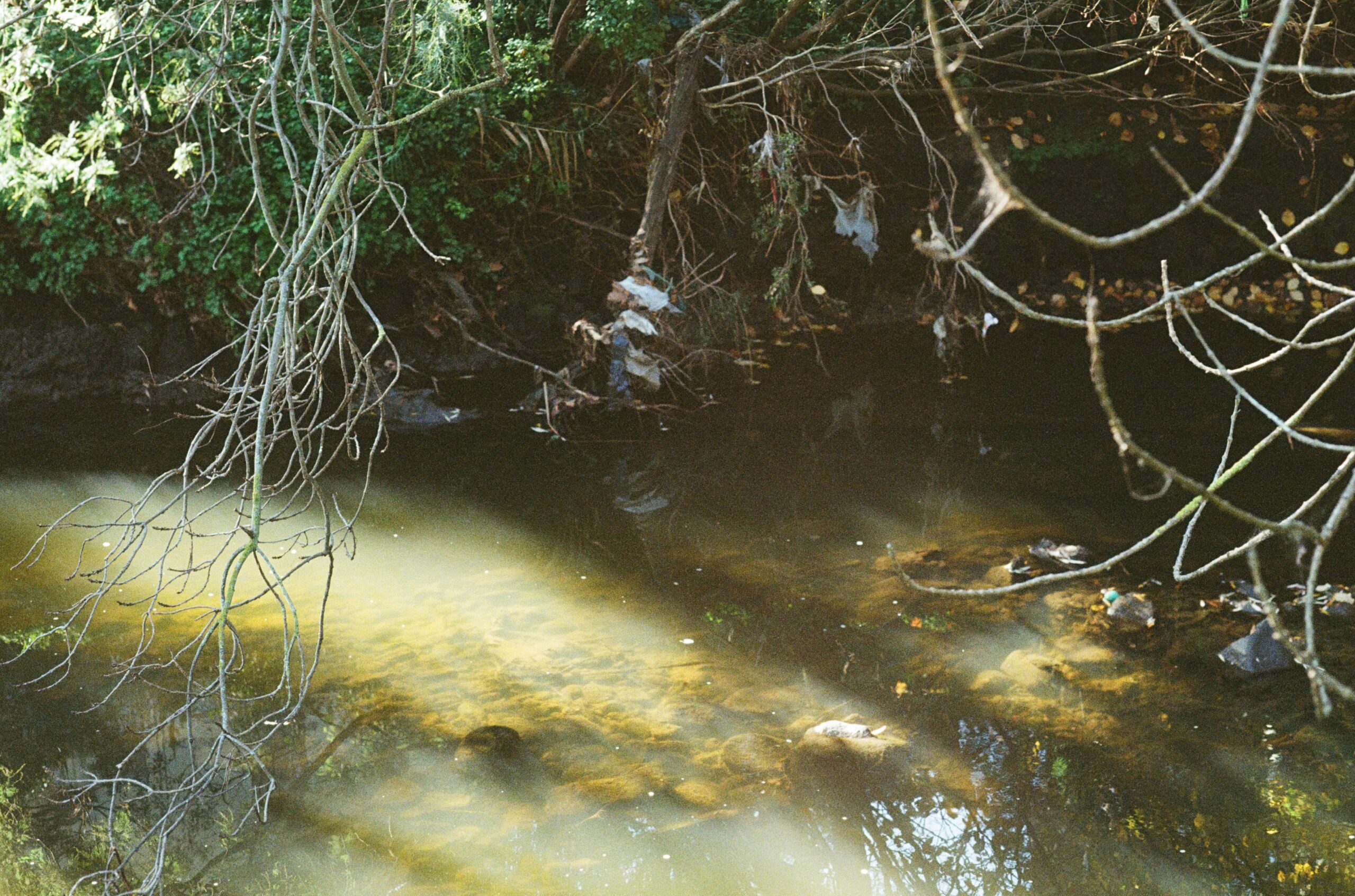 Queer Ecologies