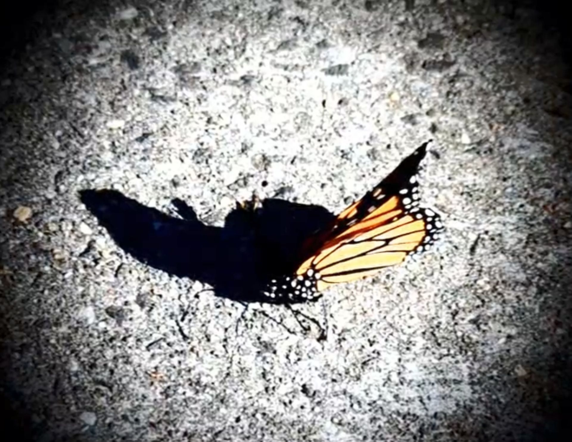 Phantom Wing | Rosina Presti