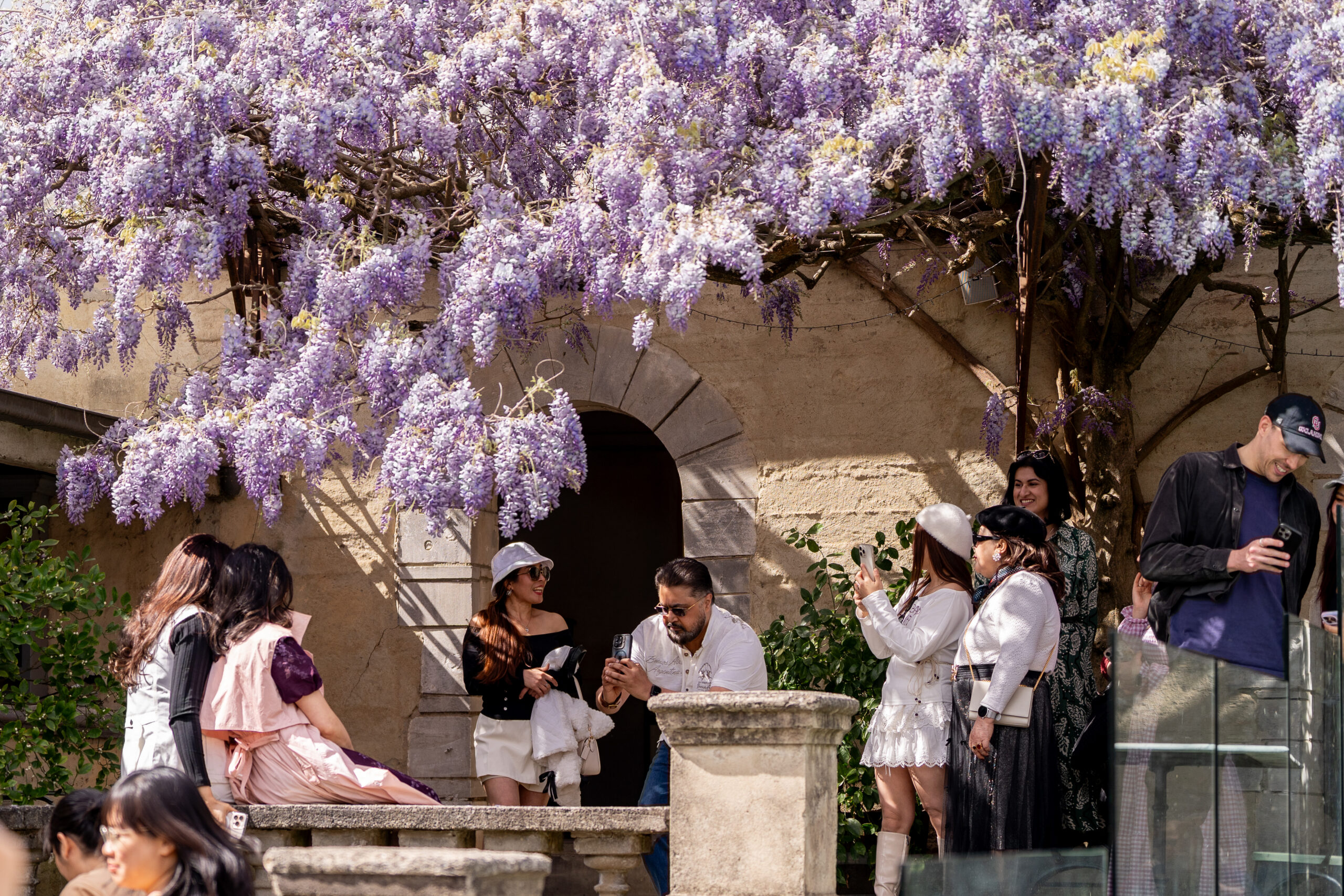 Wisteria at Montsalvat